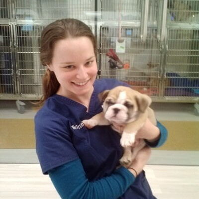 A team member holding a tan and white bulldog puppy