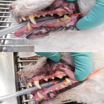 Before and after photos of cleaned dogs teeth