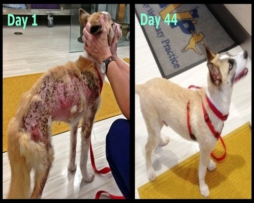 A before and after of a small tan dog with a skin condition