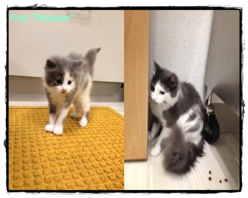A side by side of a grey and white cat when it was a kitten and an adult