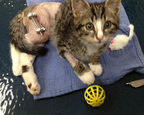 A tiny brown and white kitten who just had surgery on his leg