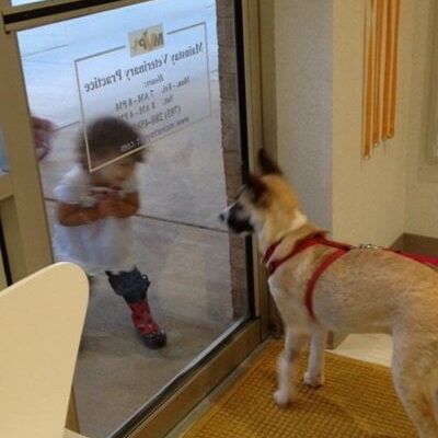 A little girl looking at a medium sized dog through the window