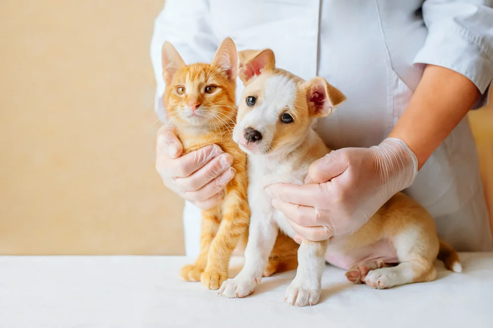 Veterinarian in Fairfax, VA