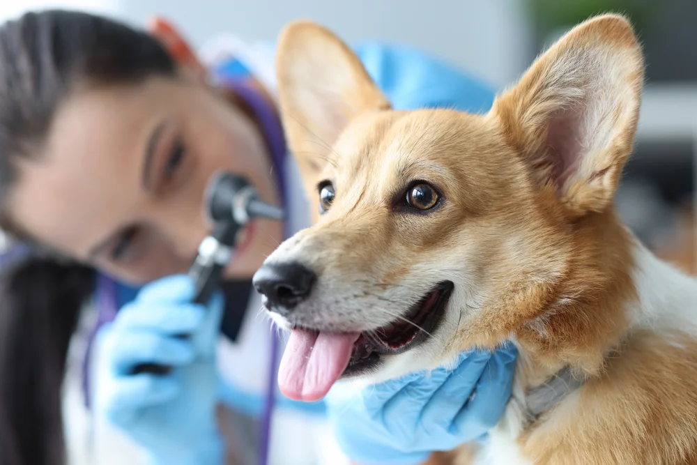 Veterinarian in Fairfax, VA